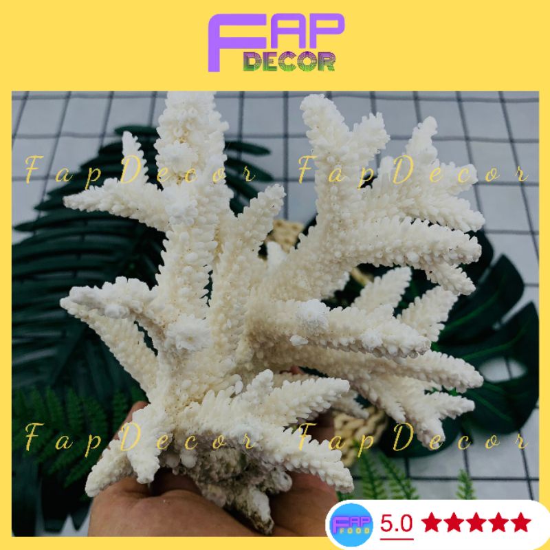 Bông San Hô Biển Thiên Nhiên, Bông Rạn Dạng Nhánh To Trang Trí Hồ Cá Decor Phòng - FapFood