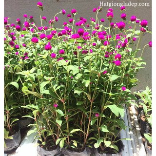 Hạt Giống Hoa Cúc Bách Nhật