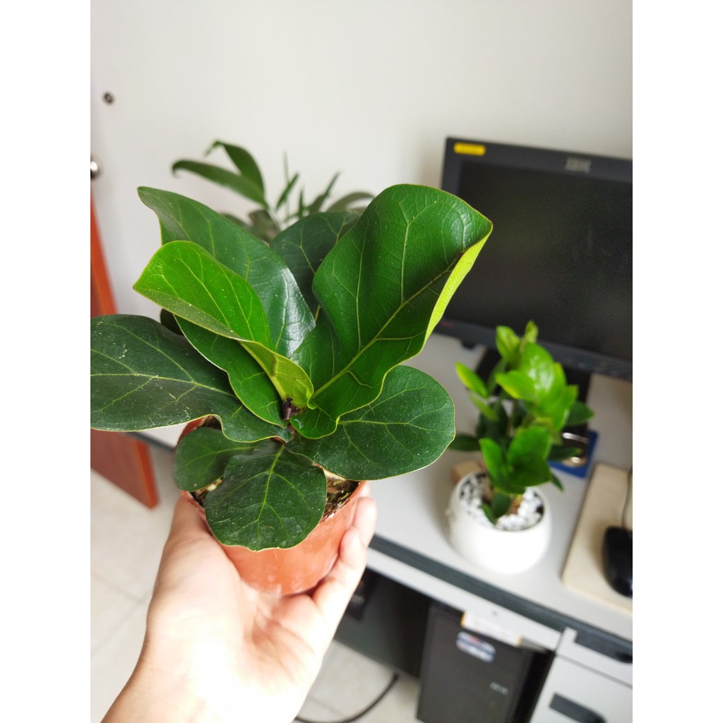 Cây bàng singapore mini