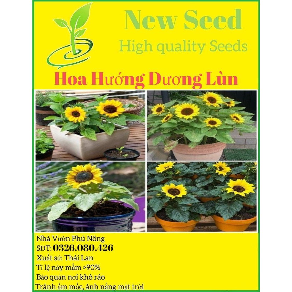 Hạt Giống Hướng Dương Lùn F1 Loại dễ trồng hoa nở đẹp kháng sâu bệnh ( gói 100gram ,300gram , 500gram )