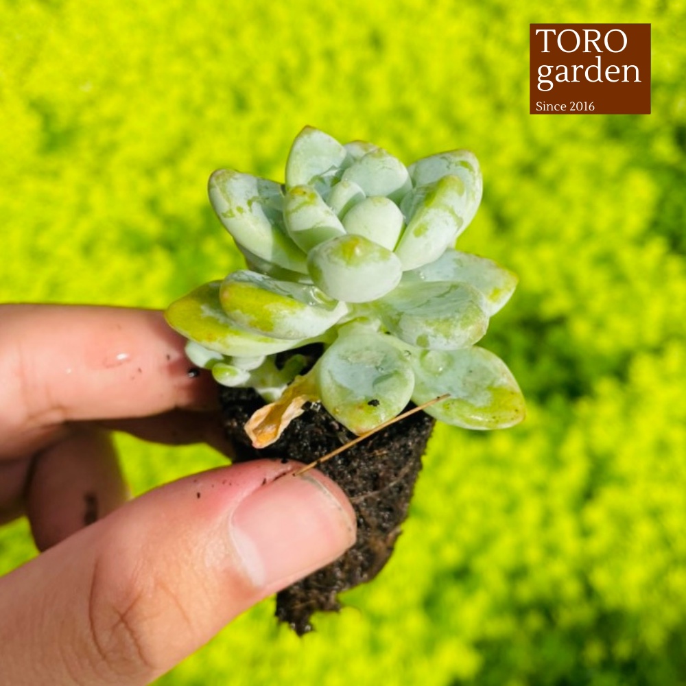 Sen đá sỏi thiên thanh Đà Lạt size mini cây cảnh trang trí nhà cửa Toro garden