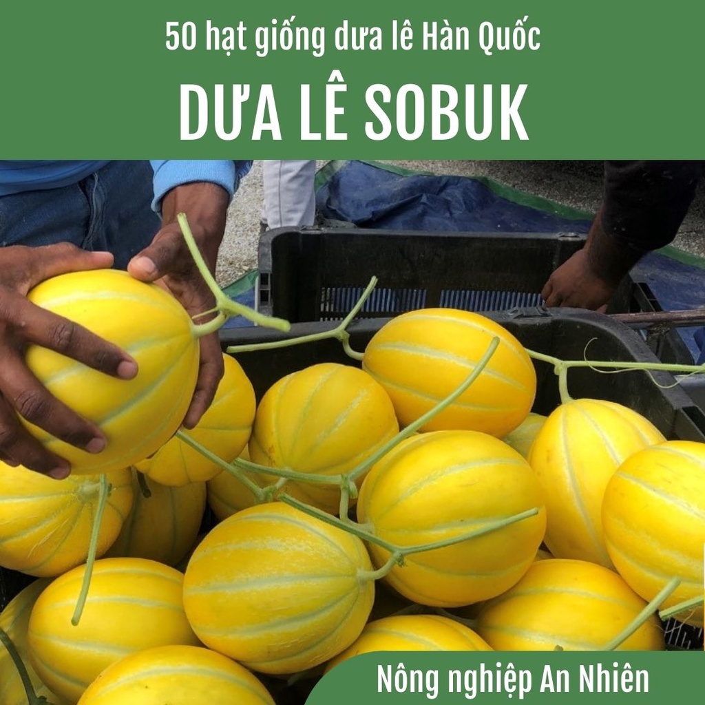 50 Hạt giống Dưa lê Hàn Quốc SOBUK lai F1 quả tròn ruột cam