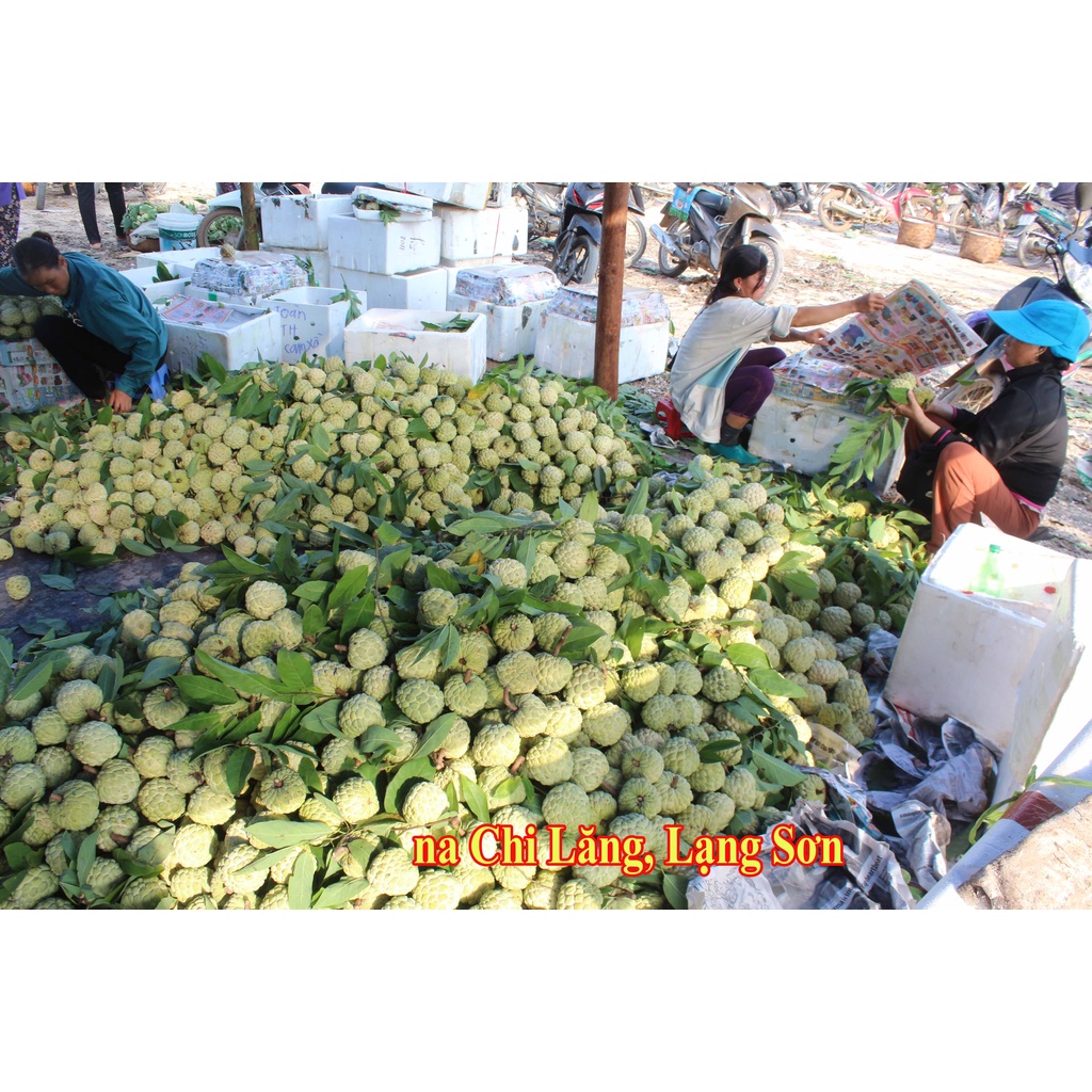 Na Chi Lăng Lạng Sơn 2023 Việt Nam 10-30kg