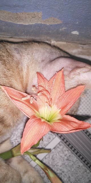 1 cụm củ hoa lan huệ màu cam