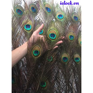 Lông Côn Phong Thủy 1,2m-1,3m [MUA TỐI THIỂU 15 LÔNG]