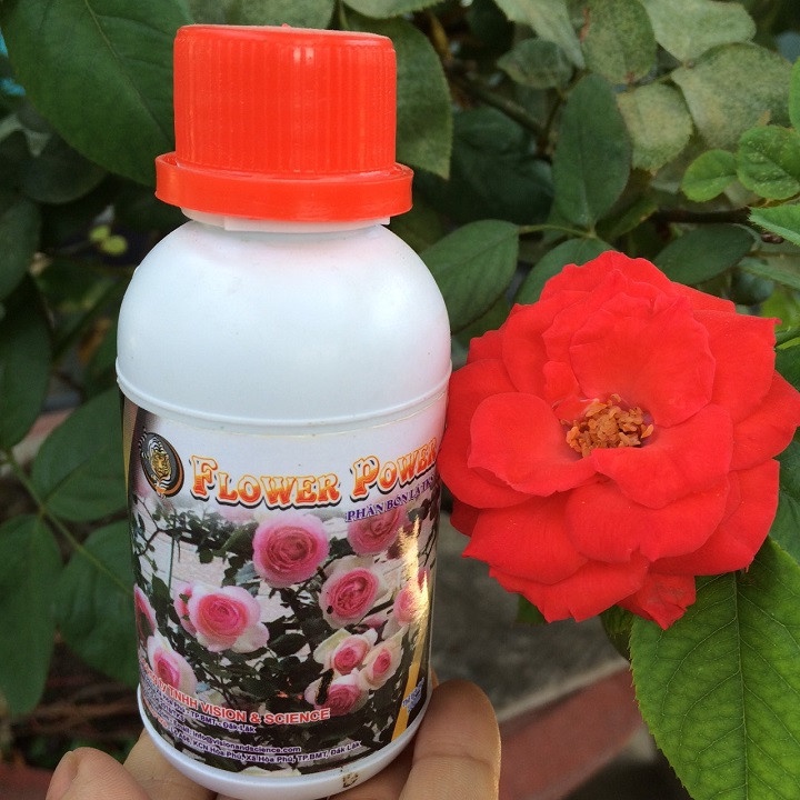 : Phân Bón Dành Cho Cây Cảnh