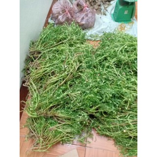 1KG CÂY HOA 10 GIỜ thái