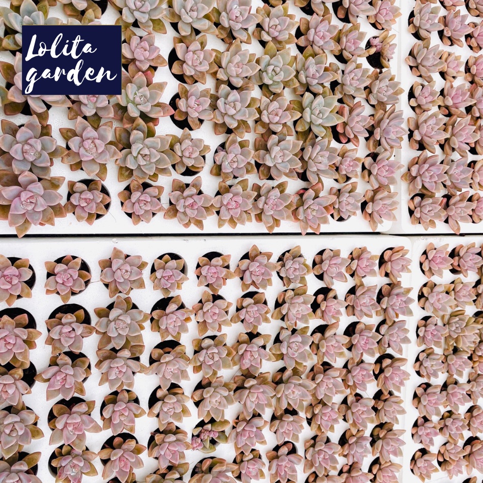 Sen đá pink gem Đà Lạt size mini cây cảnh trang trí nhà cửa Lolita garden