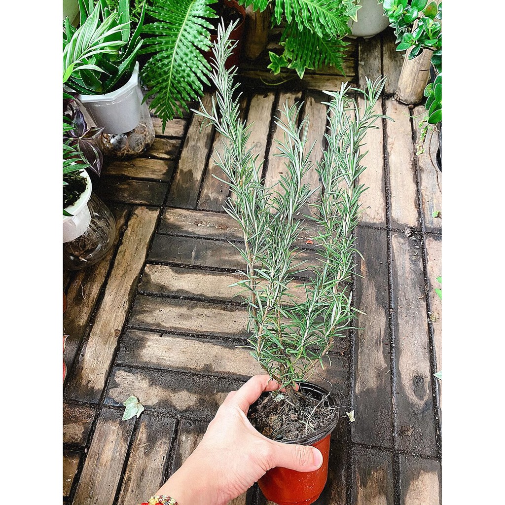 Cây Hương Thảo (Rosemary, Rosmarinus officinalis, Salvia rosmarinus) gốc già chậu nhựa