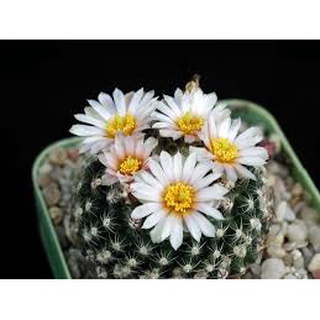 Hạt Giống Hoa Xương Rồng (tặng kèm phân bón)