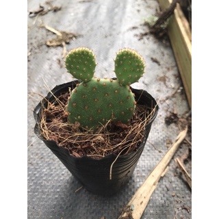 Xương rồng mickey bầu