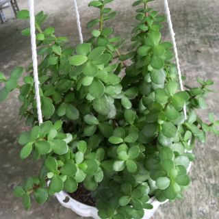 💚💜Cây Ngọc bích 💚💜