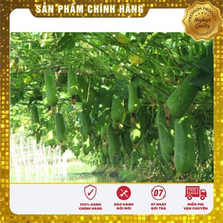 Hạt giống bầu sao quả ngắn F1 gói 10 Hạt