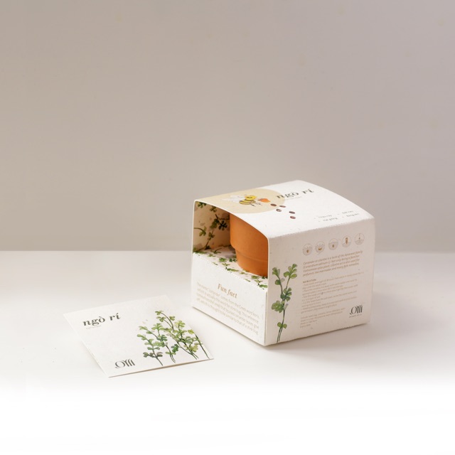 Kit Trồng Cây Mini - Ngò Rí  | Plant Kit - Coriander