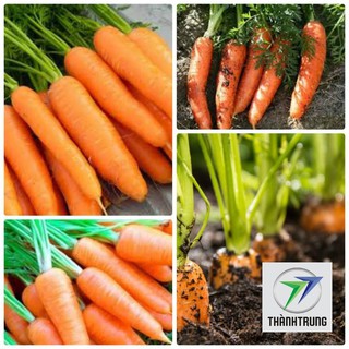 gói 200 hạt giống cà rốt đỏ THANH TRUNG