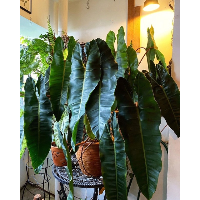 Cây Hạc Cam.Philodendron Billietiae đẹp quyến rũ