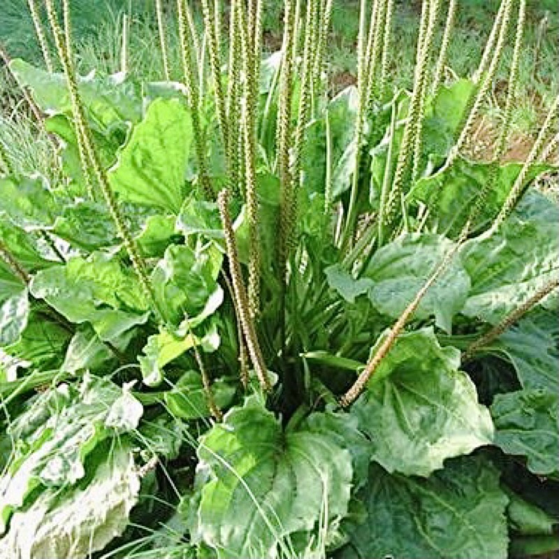 Bông mã đề túi 300g