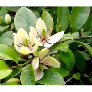 Cây hàm tiếu/ dạ hợp hương hoa thơm- Trang trí sân vườn- Decor- Phong thuỷ- Cây hoa kiểng Đồng Tháp