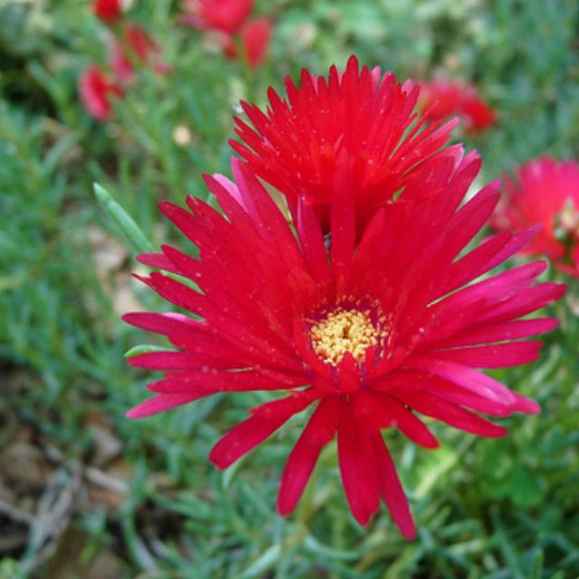 Gói 200 Hạt Giống Hoa Mười Giờ Châu Phi Nhiều Màu Mix luckyseed hạt siêu rẻ