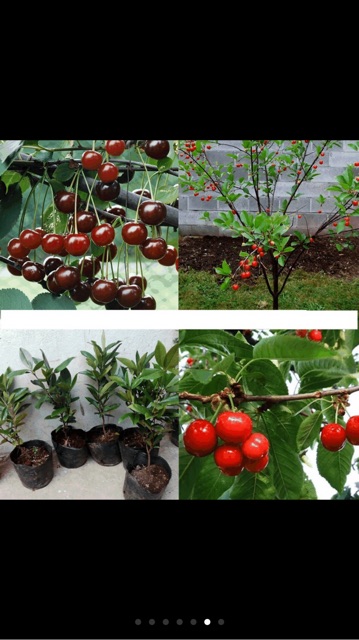 Hạt giống cây cherry