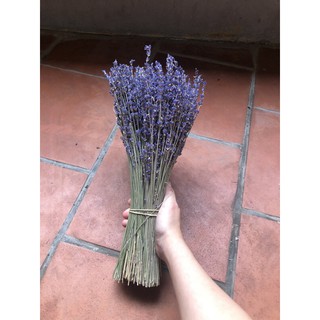 hoa lavender pháp đủ bill