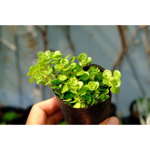 SEN ĐÁ SEDUM VẢY CÁ FREESHIP  ĐÃ THUẦN XỨ NÓNG SIU CUTE CHUẨN SIZE BẦU