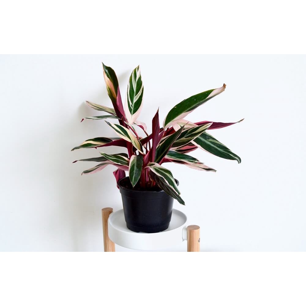 Cây Stromanthe sanguinea Triostar (Cây Tam Sắc, Cây Tam Tài) chậu nhựa