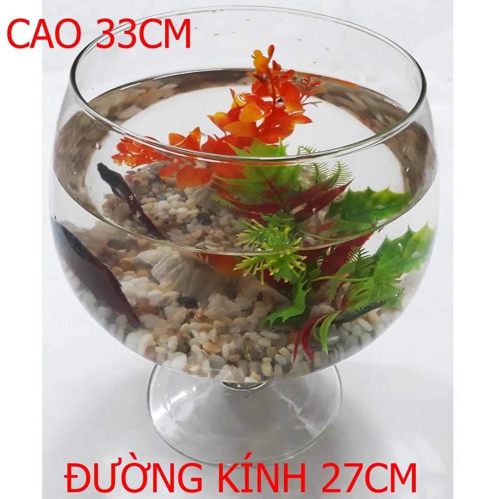 Bể Cá Ly Đại LCĐ 33x27x27CM - Hồ Cá Để Bàn - Chậu Cá Thủy Tinh [LCĐ]