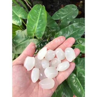 1kg hạt đác tươi loại trung nhỏ dẻo ngon