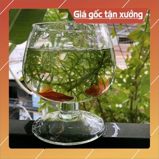 Ly thủy tinh nuôi cá để bàn,chậu cá thủy tinh mini,bình thủy tinh trồng cây