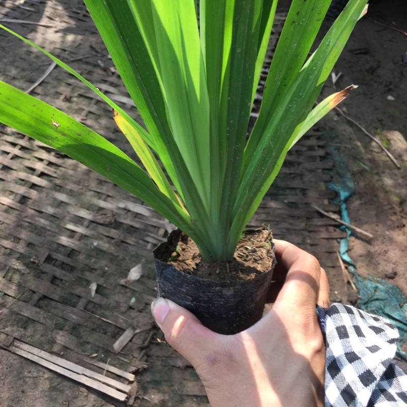 Cây Diên Vĩ (Hoa Iris) Trồng Sẵn Bầu Đen Ổn Định (Cây Như Hình)