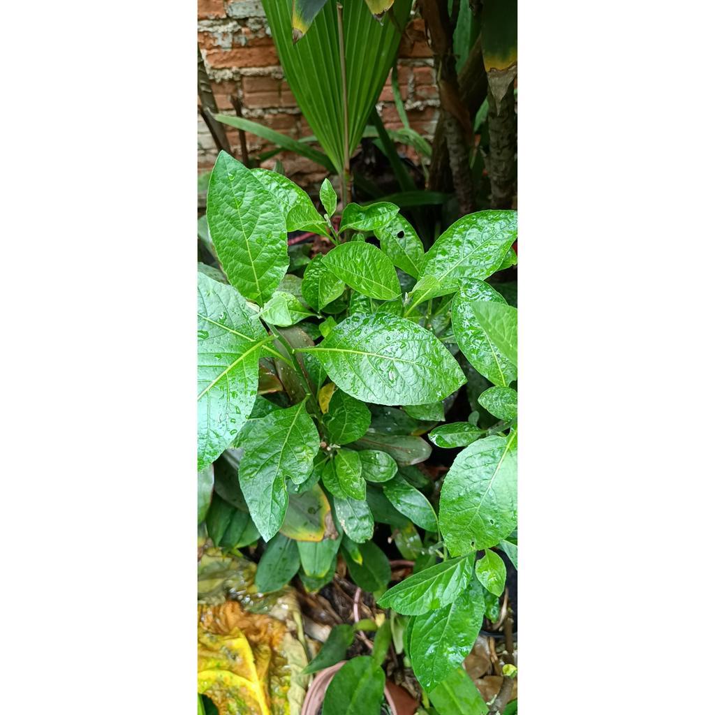 Cây mật gấu cây lá đắng tên khoa học Vernonia amygdalina Del