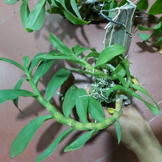 Trầm bảng Thái