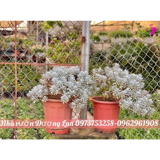 Cúc mốc dáng bon sai