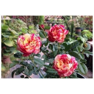 🌸 Cây hoa Hồng Party Ranucula🌸