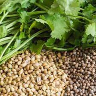 HẠT GIỐNG RAU MÙI TA GÓI 5 GR (HTR)