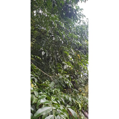 lá mắc mật tươi