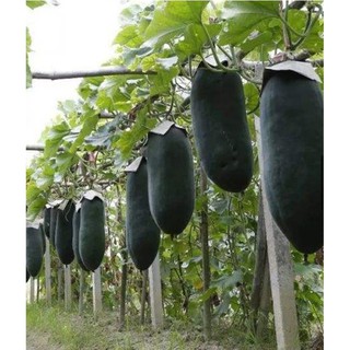 Hạt Giống Bí Xanh Khổng Lồ - Thanh Mát, Giàu Dinh Dưỡng, Năng Suất
