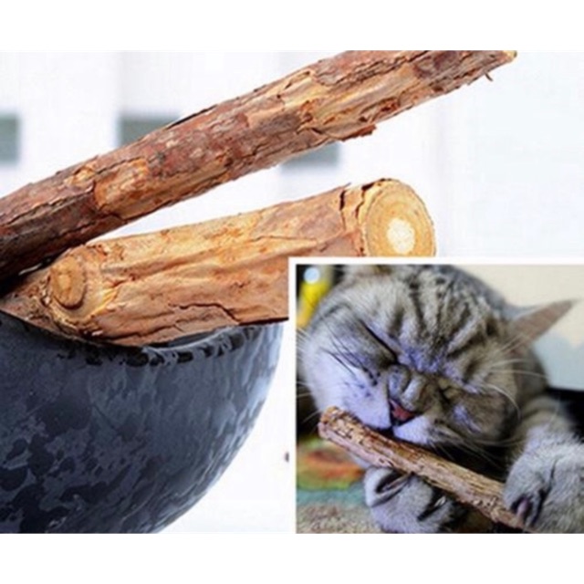 Que gỗ Catnip giúp làm sạch răng khử mùi hôi miệng ở mèo
