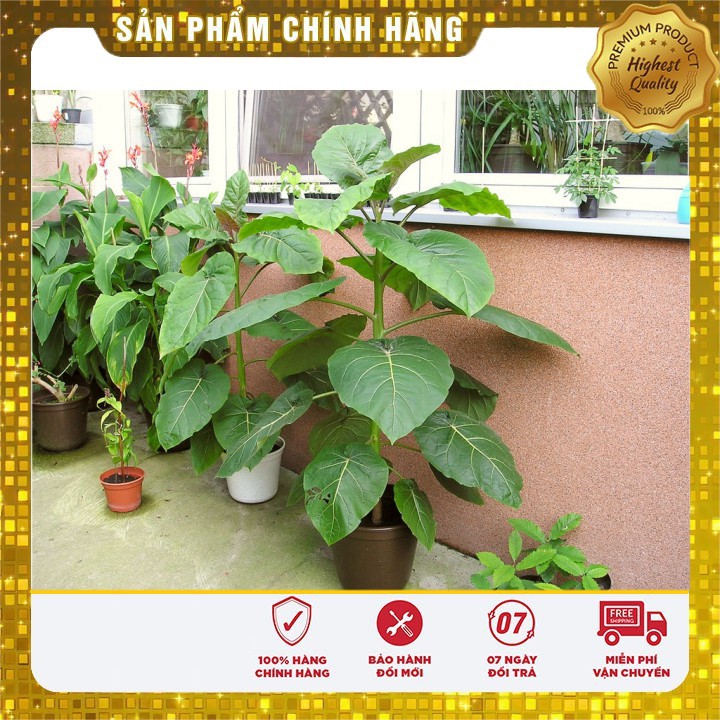 Hạt giống cà chua thân gỗ Tamarillo gói 04 hạt