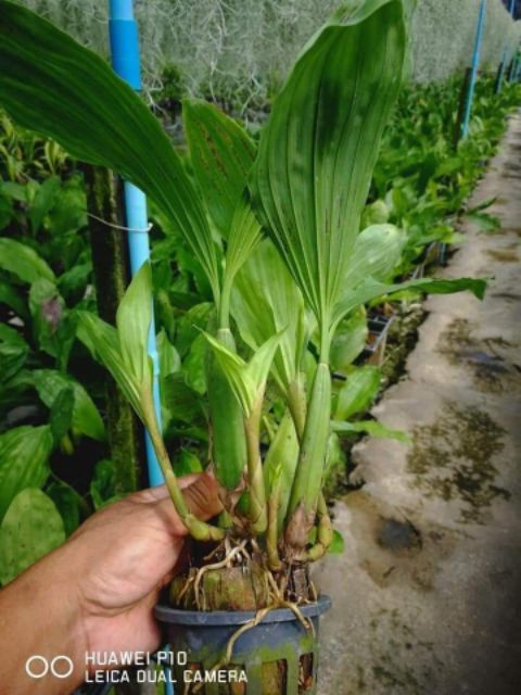 Lan Thanh đạm in đô  - Hoa thơm