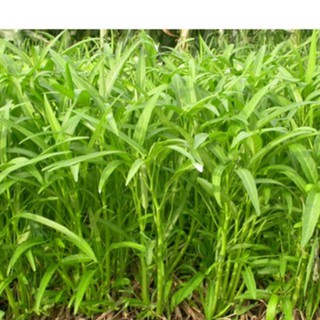Combo 3 gói hạt giống rau muống - 3 gói 60gram - hgt1