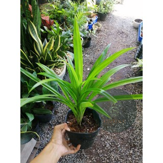 Cây dứa nếp thơm 25-30cm (chỉ giao hỏa tốc HCM)