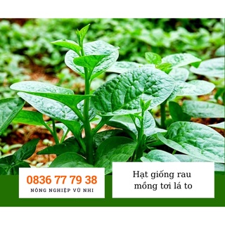 Hạt giống rau mồng tơi lá to 20gr - hatgiong24h