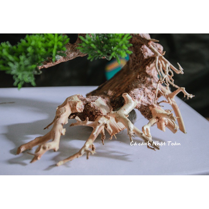 CÂY LỦA BONSAI TRANG TRÍ HỒ CÁ NON BỘ 16x8x16cm