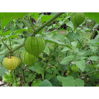 Hạt giống cây tầm bóp