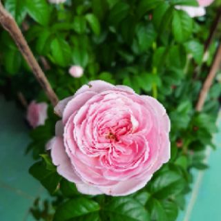 Hồng leo Mon coucer chậu c8