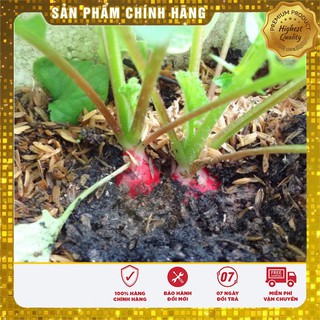 COMBO 3 gói hạt giống củ cải tròn đỏ F1 TẶNG 1 phân bón