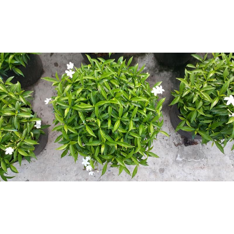 Cây mai vạn phúc