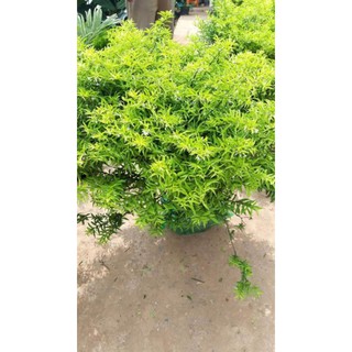 CÂY MAI CHIẾU THỦY